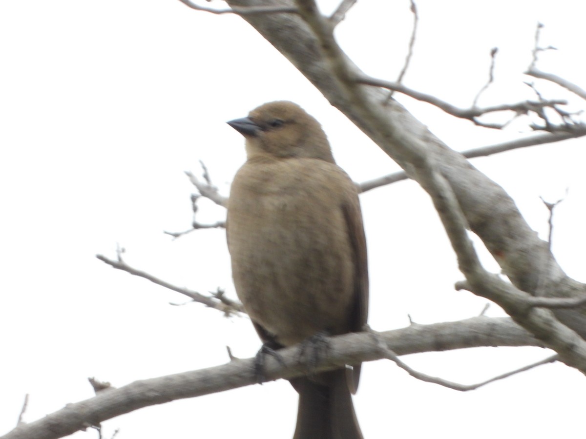 Screaming Cowbird - ML644288540