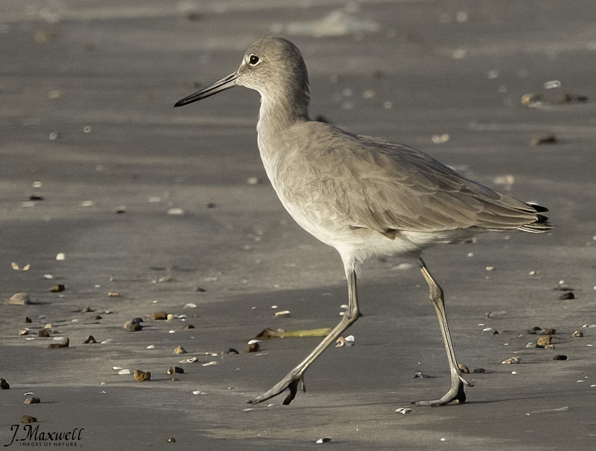 willetsnipe - ML644288543