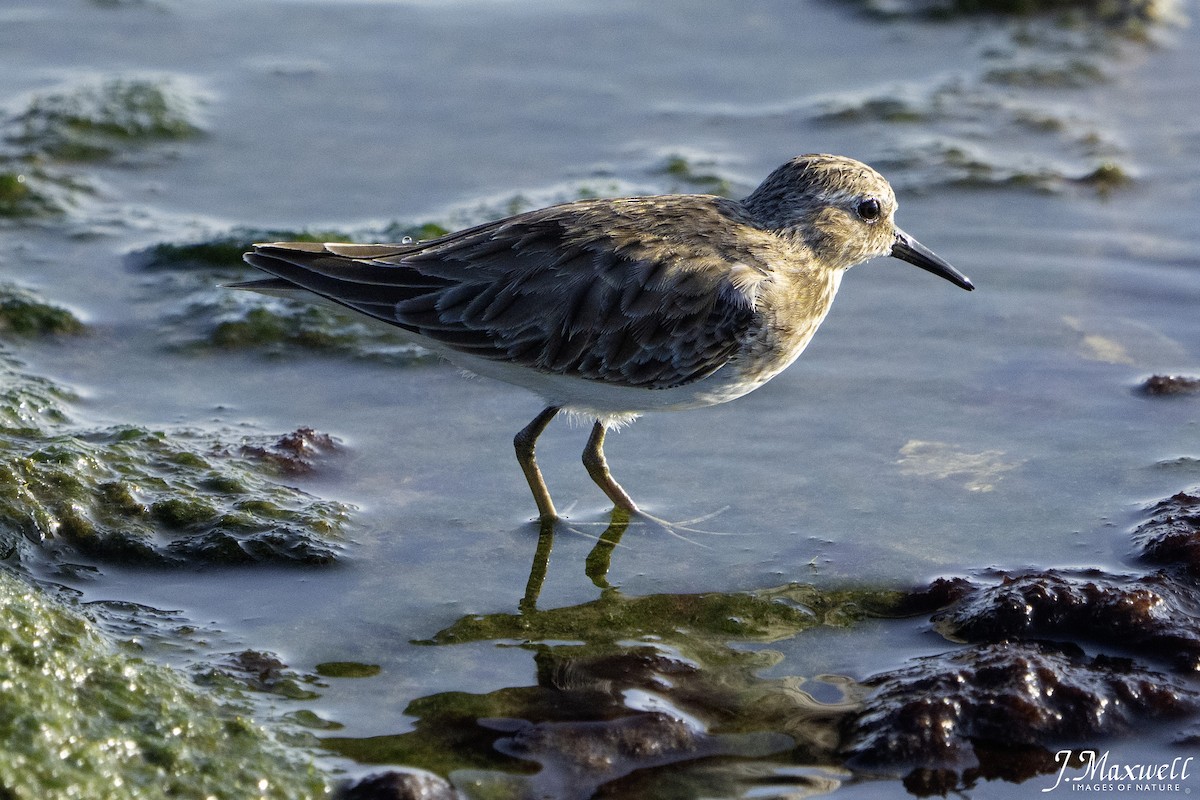 steinvender - ML644288548