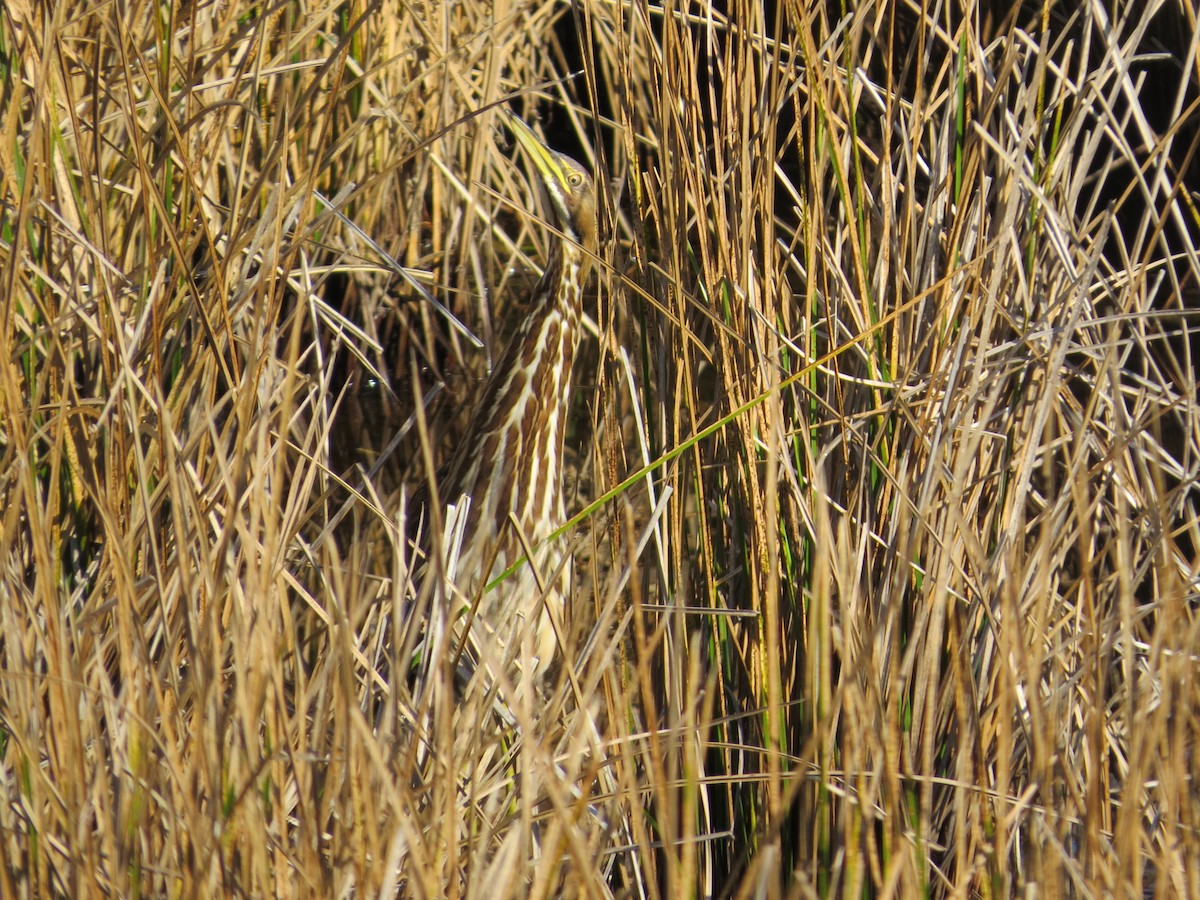 bukač severoamerický - ML644288559