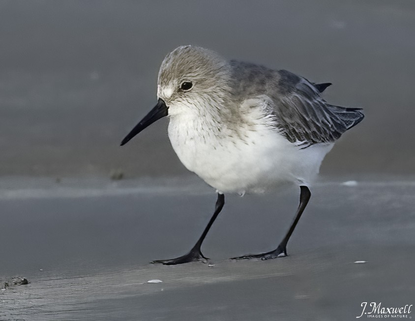 sandløper - ML644288561