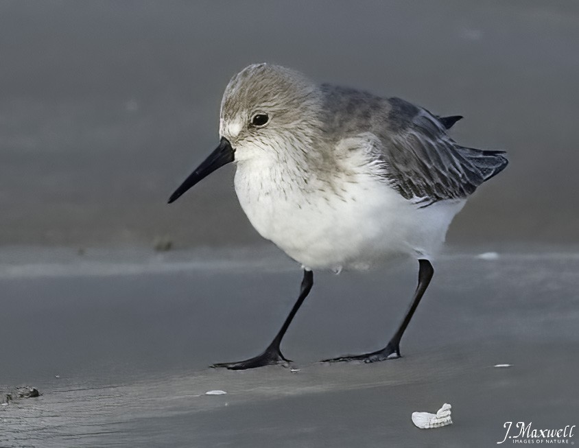 sandløper - ML644288562