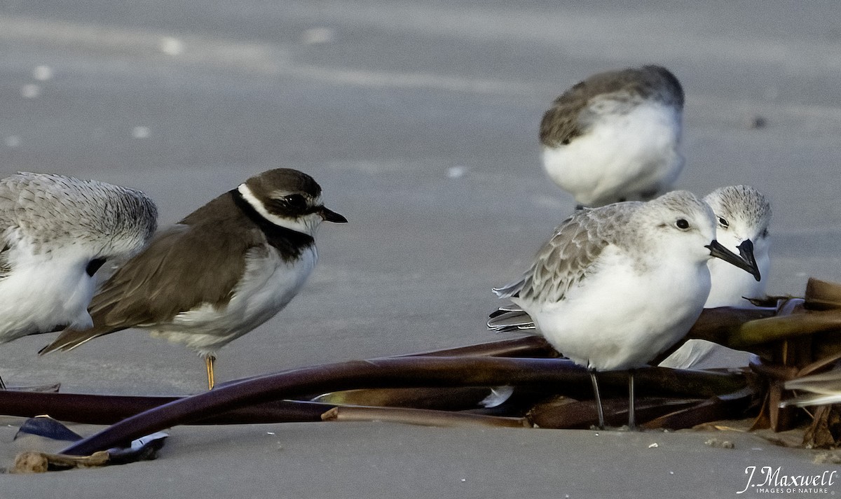 sandløper - ML644288564