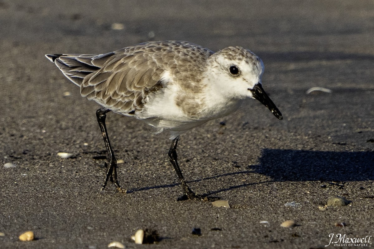 sandløper - ML644288565