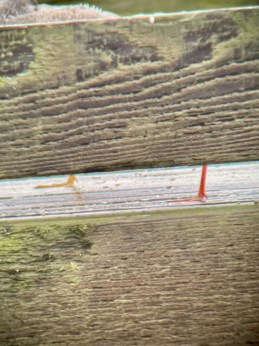 Totano moro - ML644288569