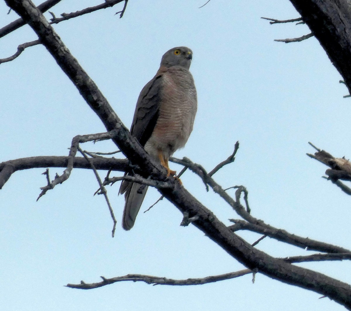 Collared Sparrowhawk - ML644288575