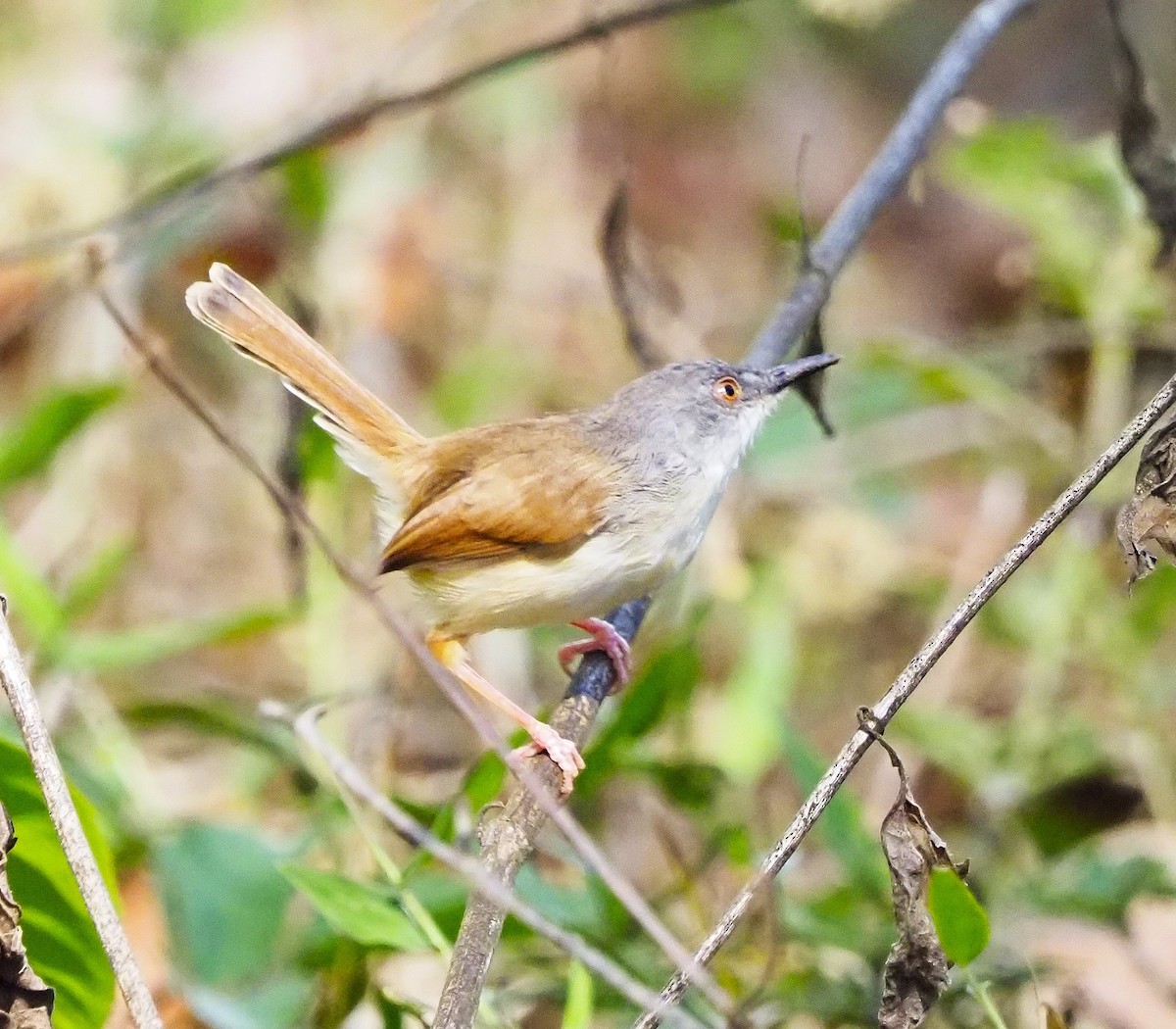 Rufescent Prinia - ML644288585