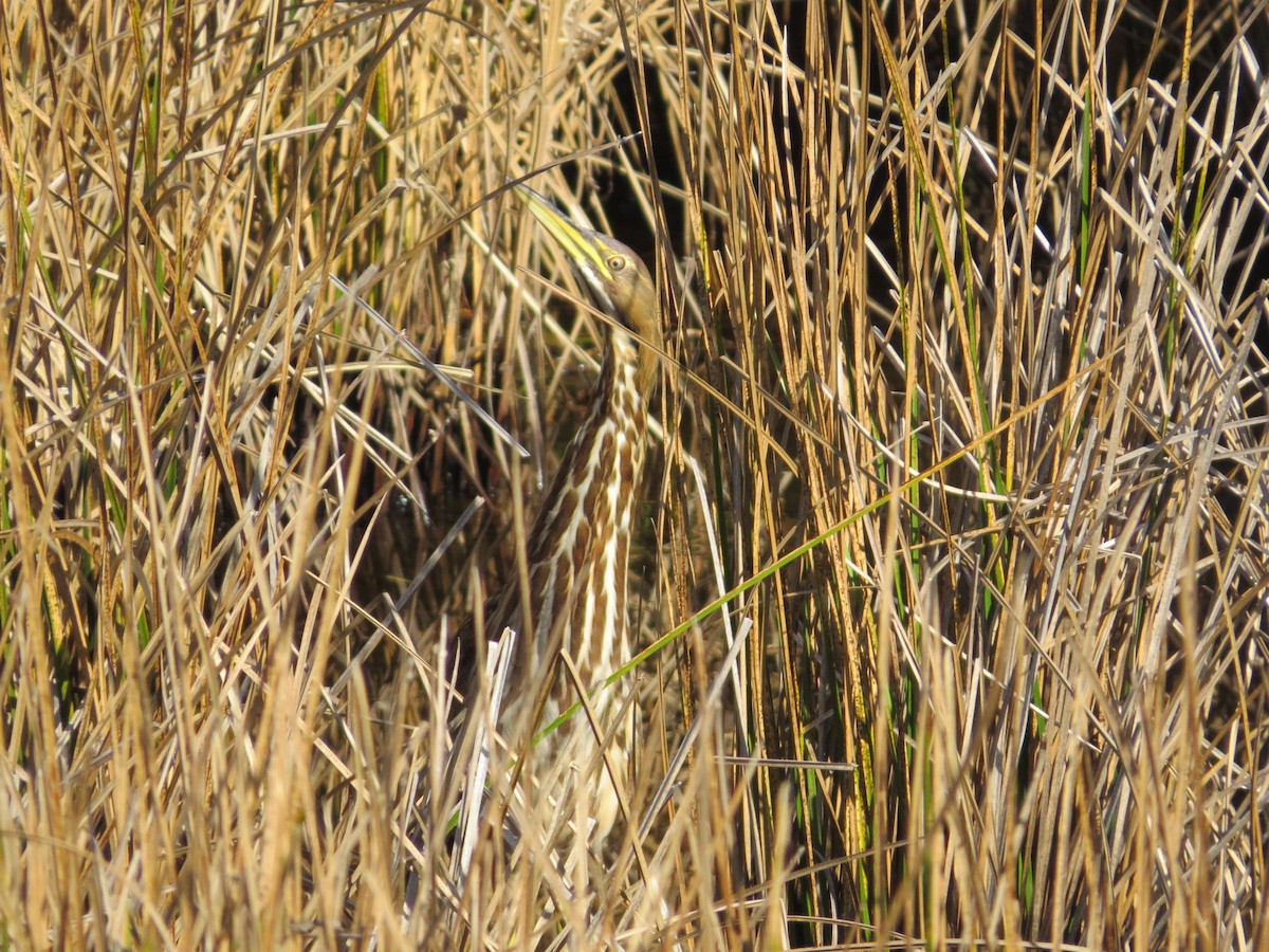 bukač severoamerický - ML644288591