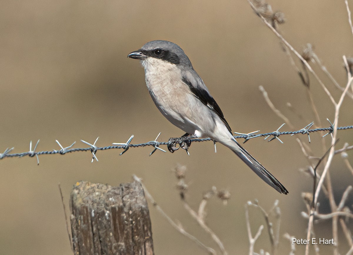 ťuhýk americký - ML644288608