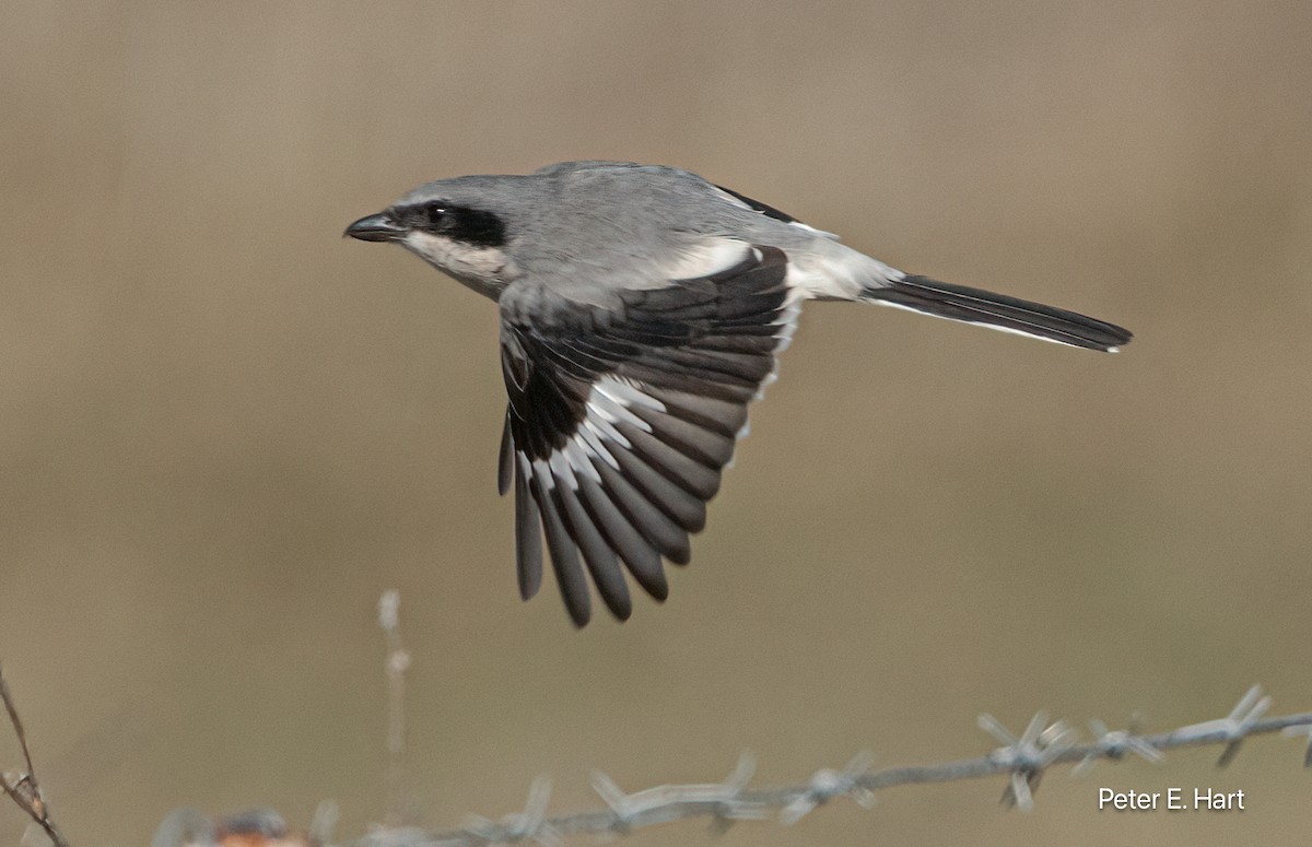 ťuhýk americký - ML644288611