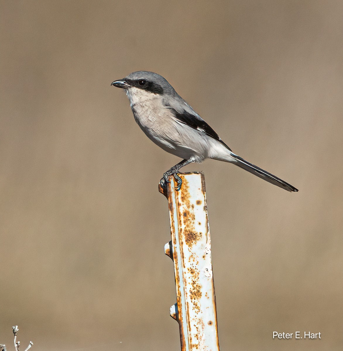 ťuhýk americký - ML644288612