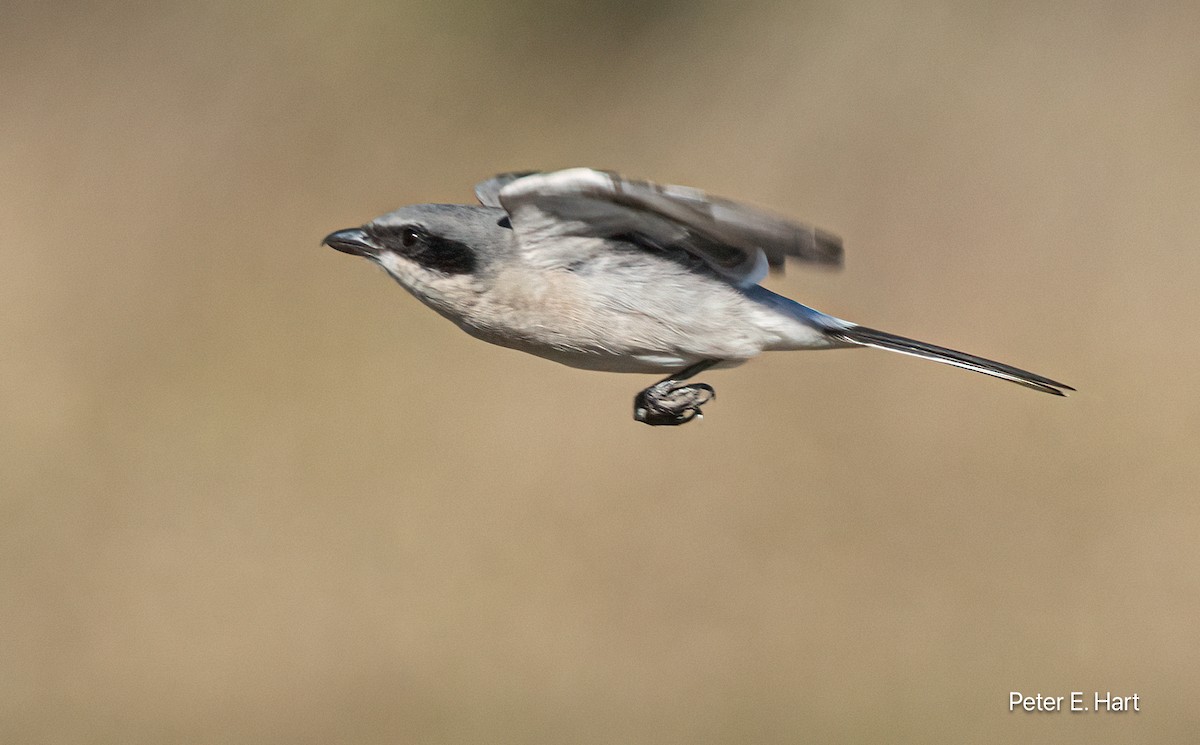 ťuhýk americký - ML644288613