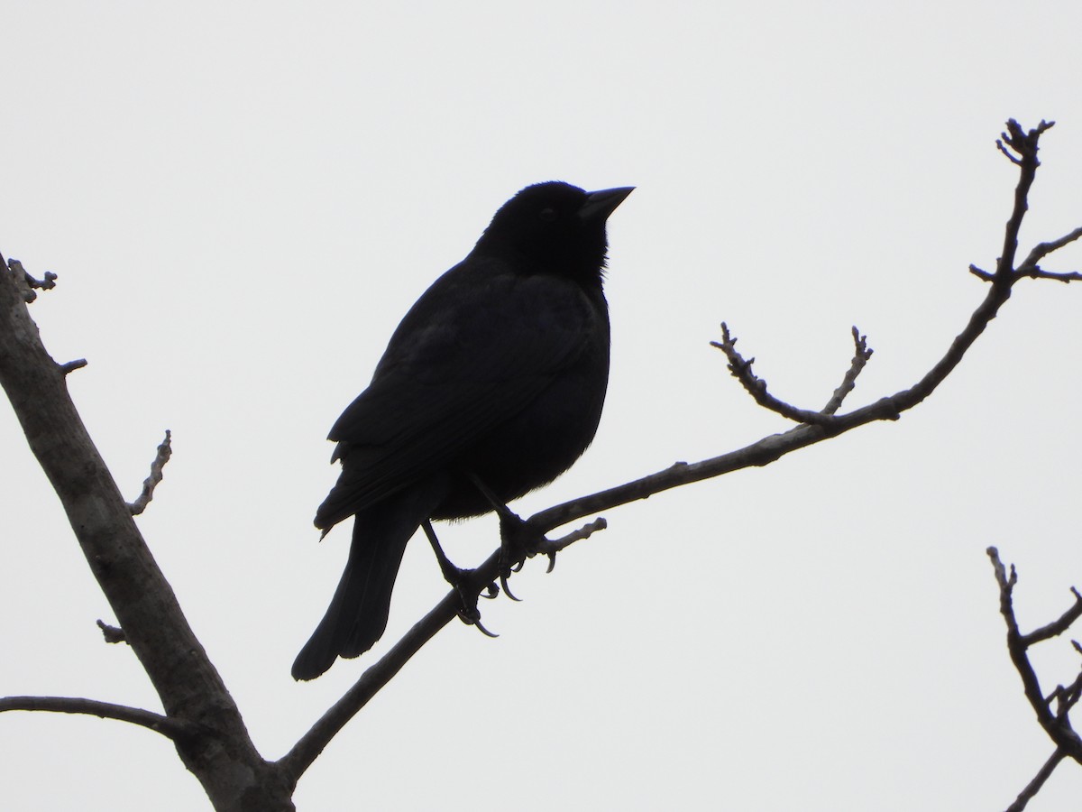 Screaming Cowbird - ML644288622