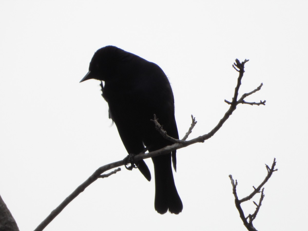Screaming Cowbird - ML644288623