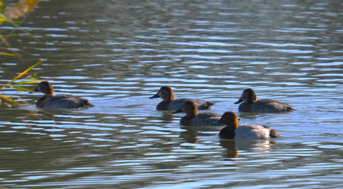 taffeland - ML644288624