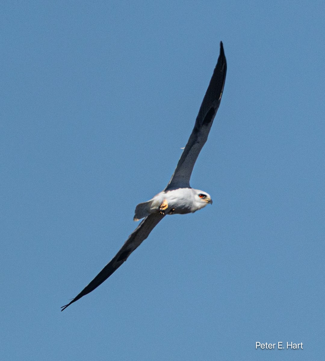 luněc americký - ML644288631