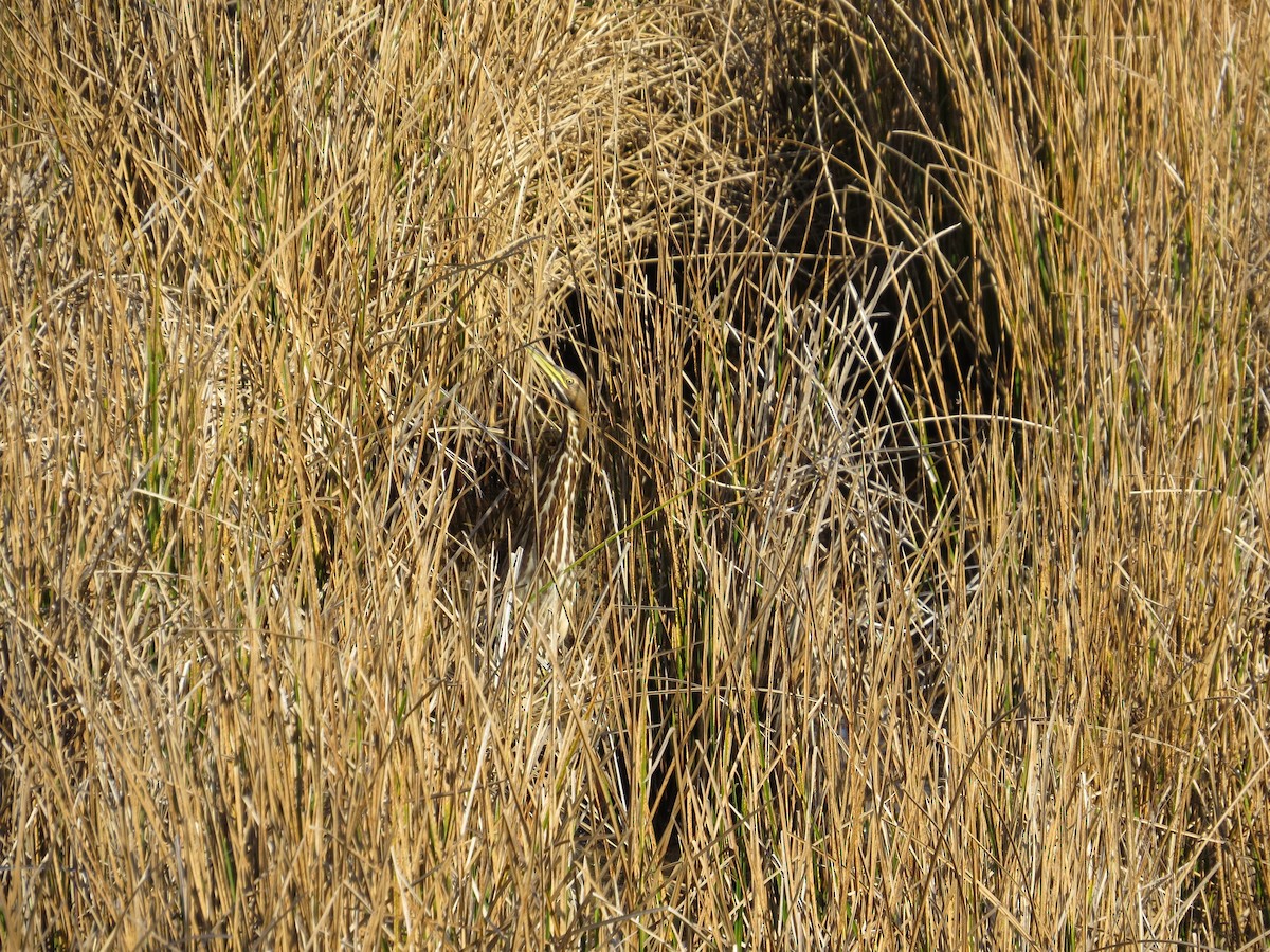 bukač severoamerický - ML644288634