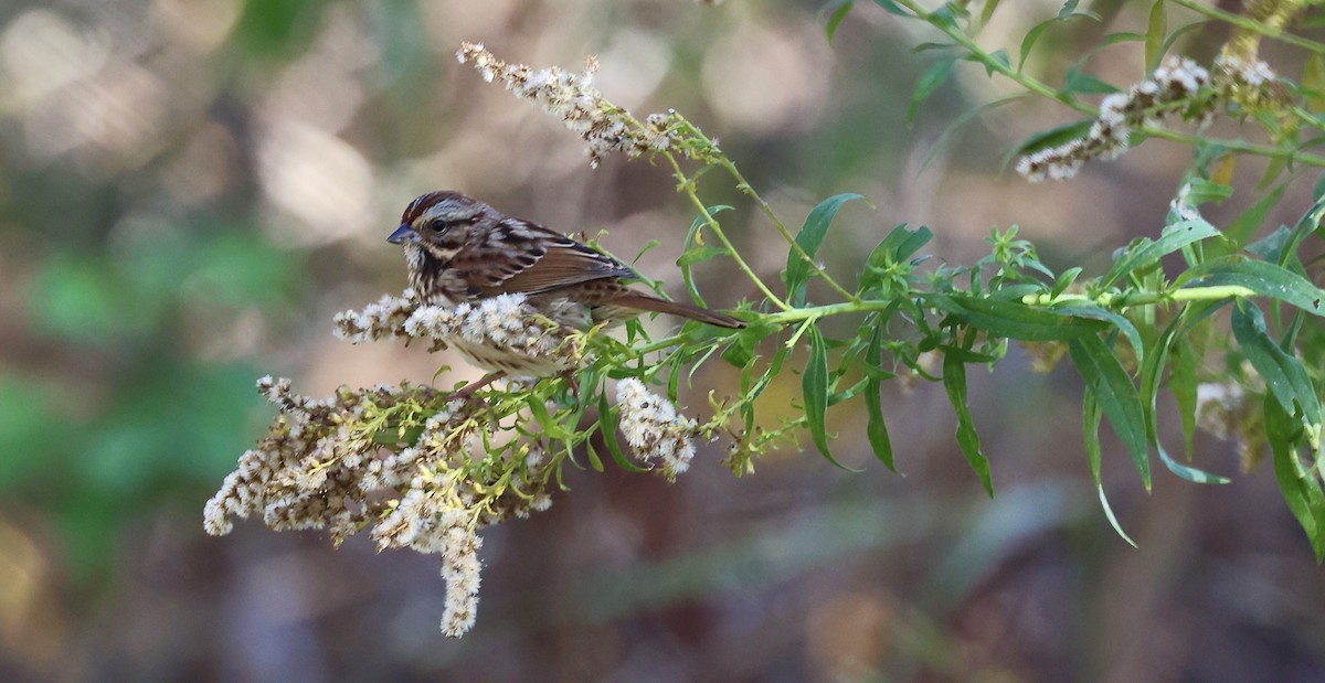 Song Sparrow - ML644288640