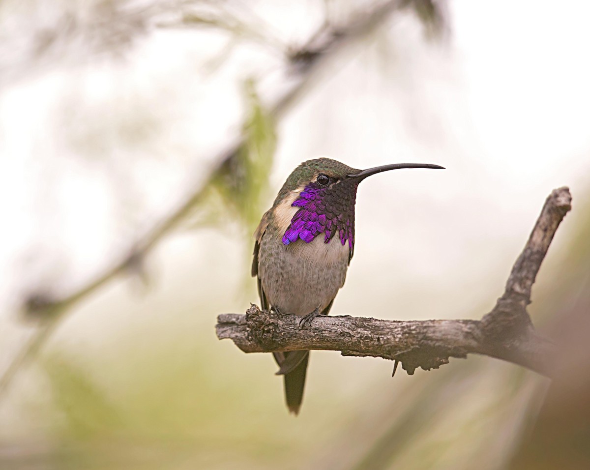 Colibri lucifer - ML644288641