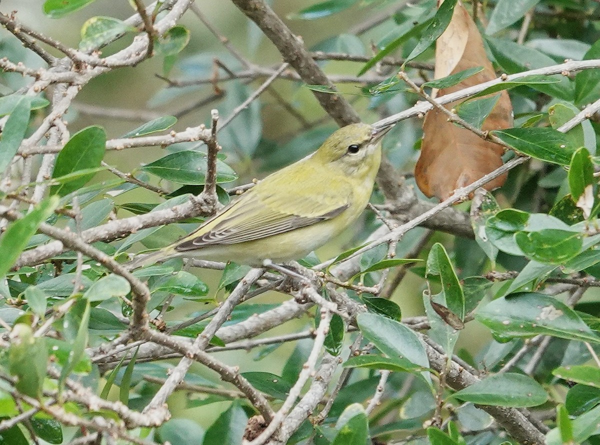 Tennessee Warbler - ML644288642
