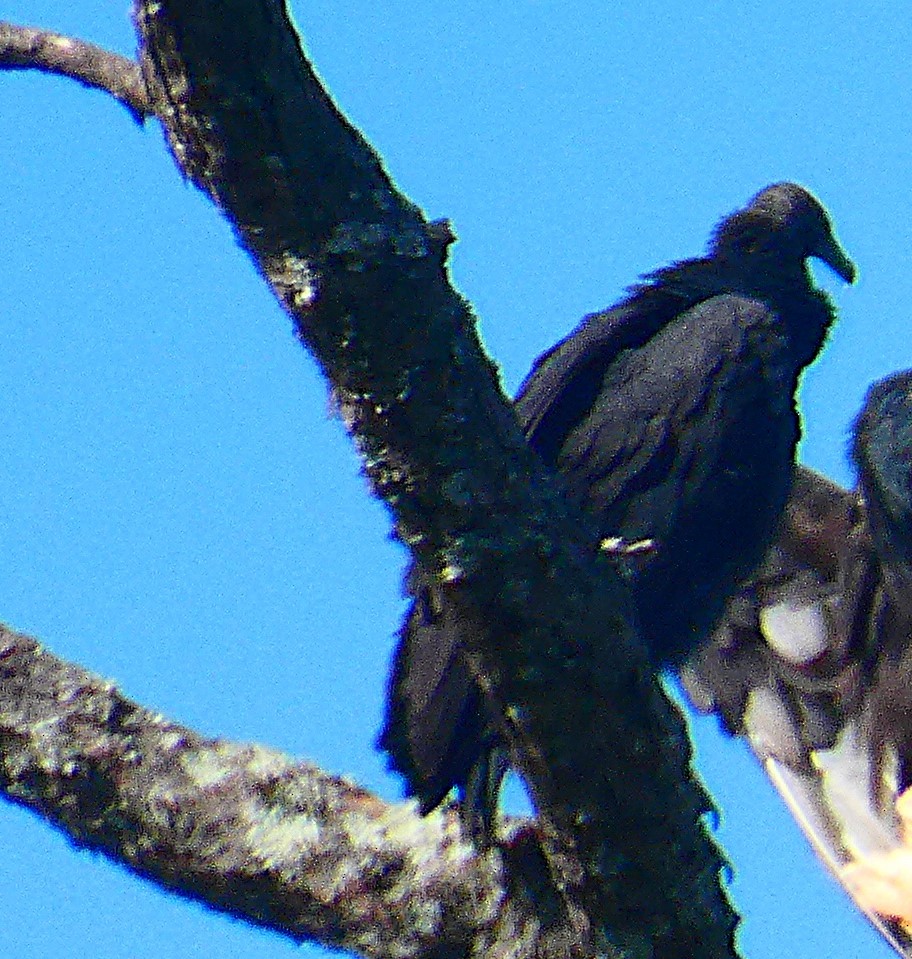 Black Vulture - ML644288643