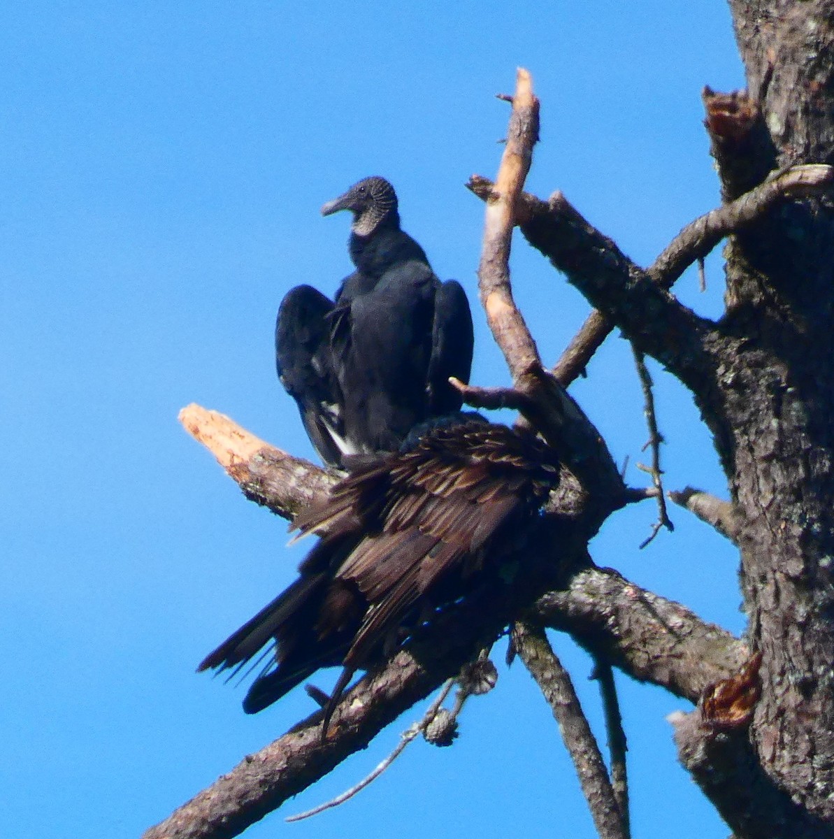 Black Vulture - ML644288644
