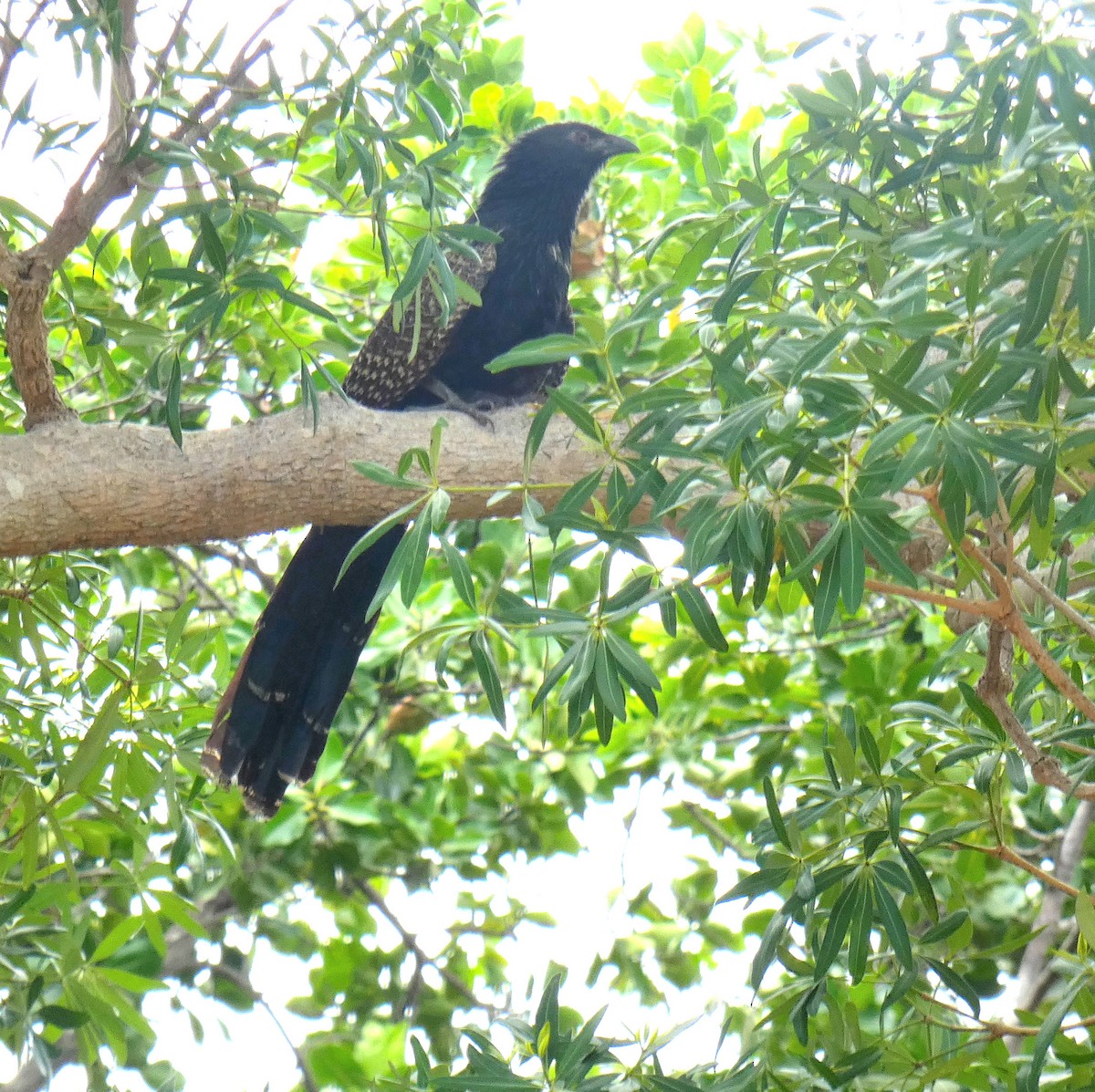 Pheasant Coucal - ML644288653