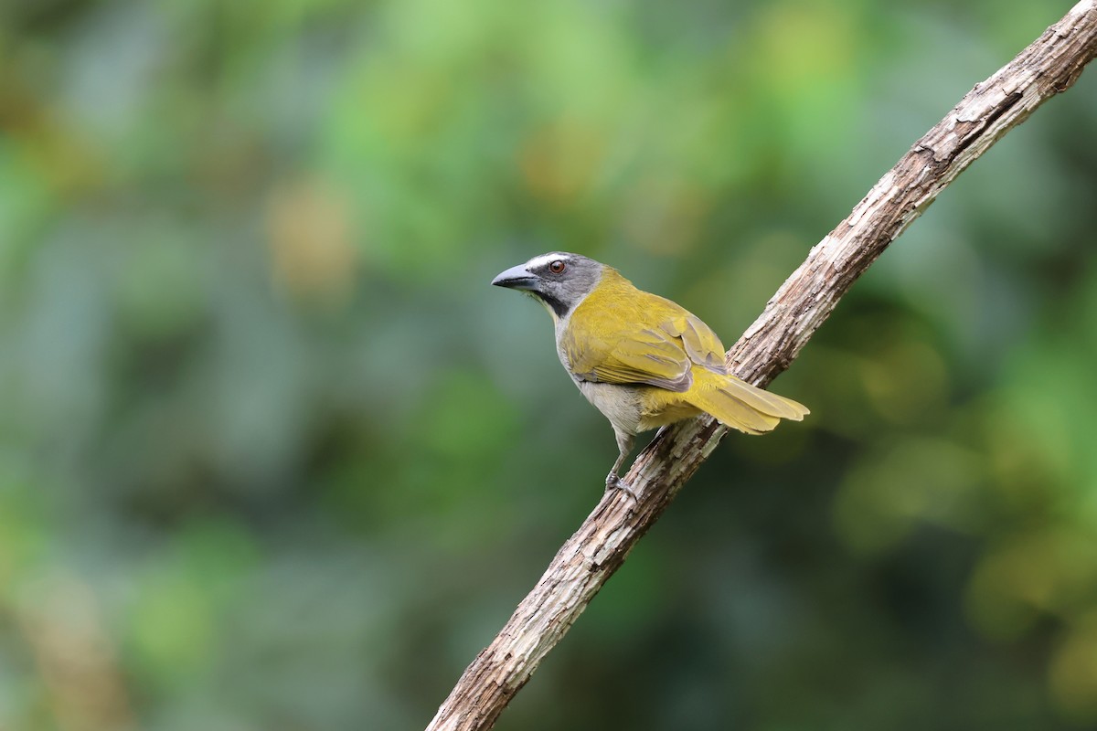 Buff-throated Saltator - ML644288655