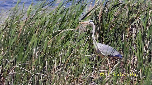 Хөх дэглий - ML644288660
