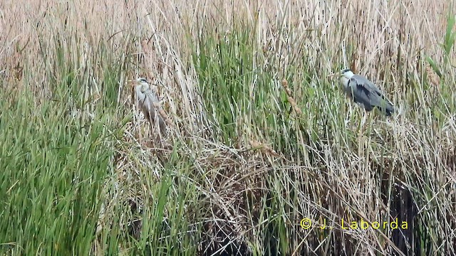 Хөх дэглий - ML644288664