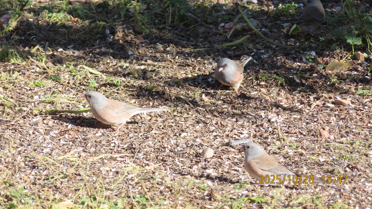 Dark-eyed Junco (Pink-sided) - ML644288674