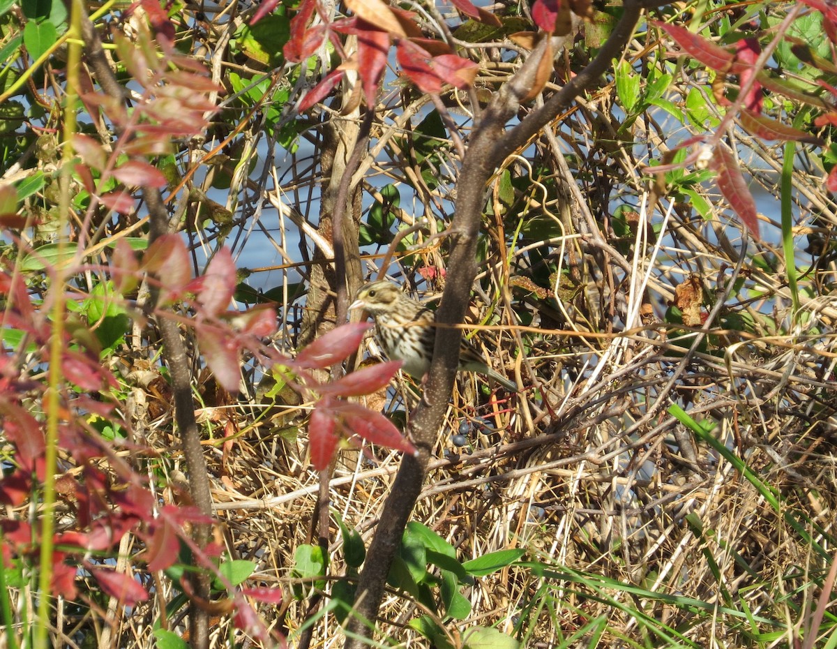 strnadec luční - ML644288686