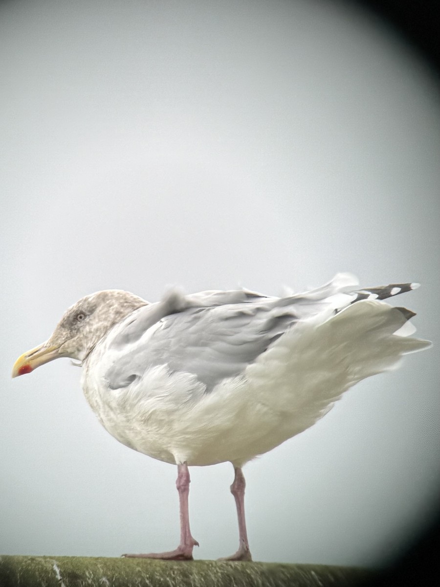 American Herring x Glaucous-winged Gull (hybrid) - ML644288688