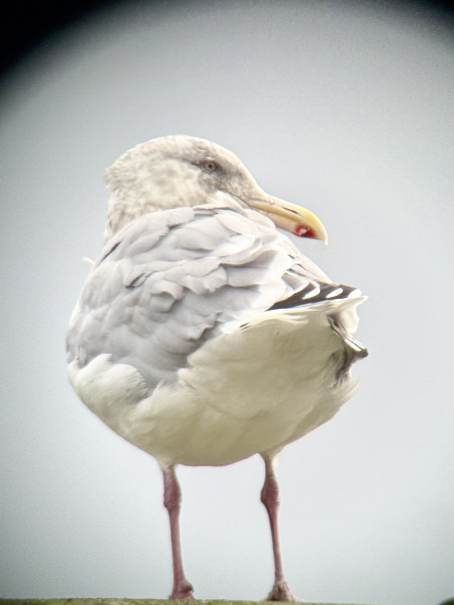 American Herring x Glaucous-winged Gull (hybrid) - ML644288689