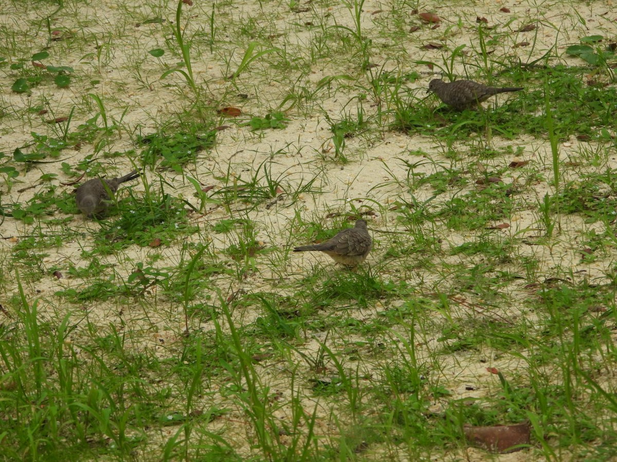 Inca Dove - ML644288707