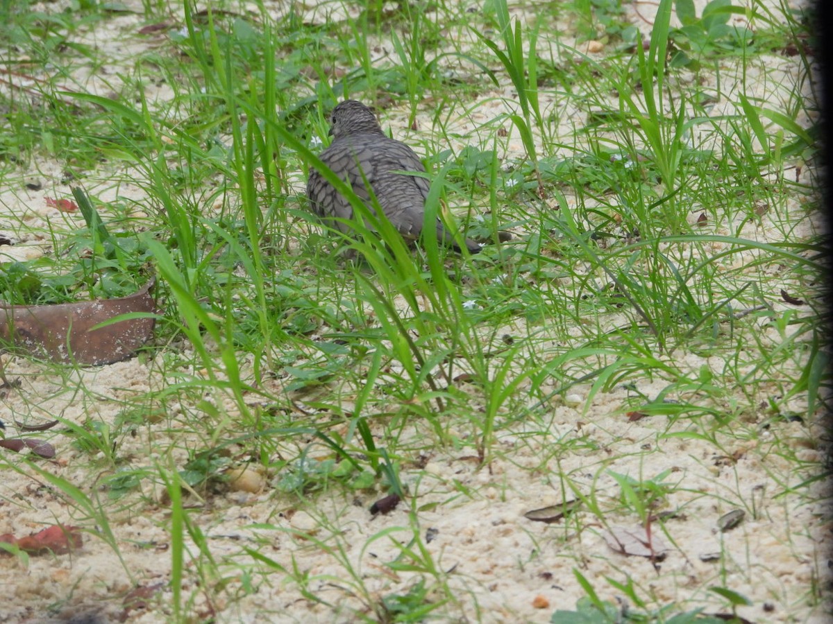 Inca Dove - ML644288708