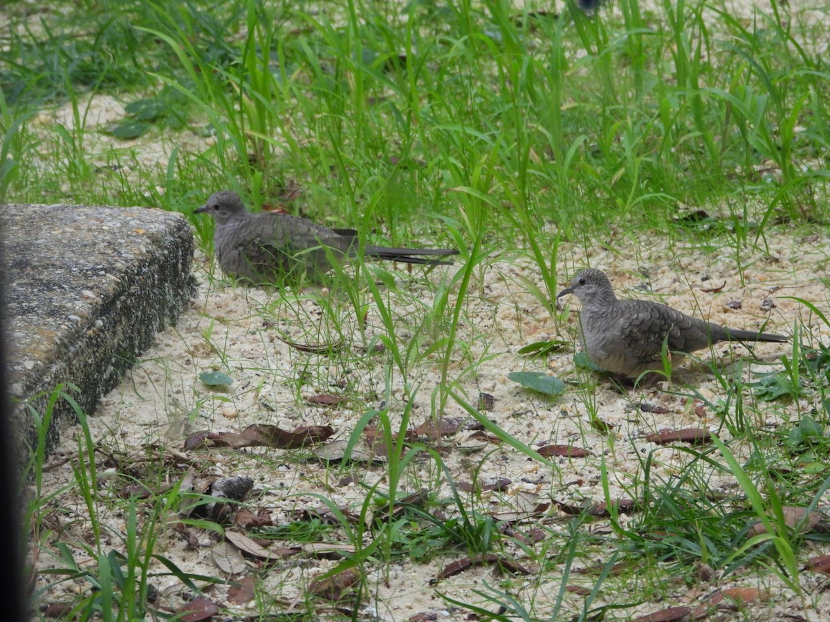 Inca Dove - ML644288709