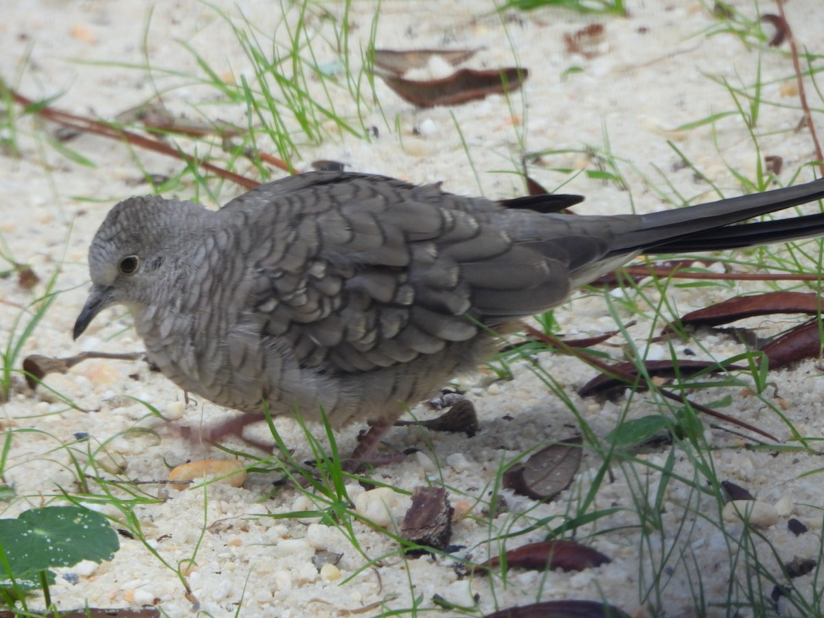 Inca Dove - ML644288710