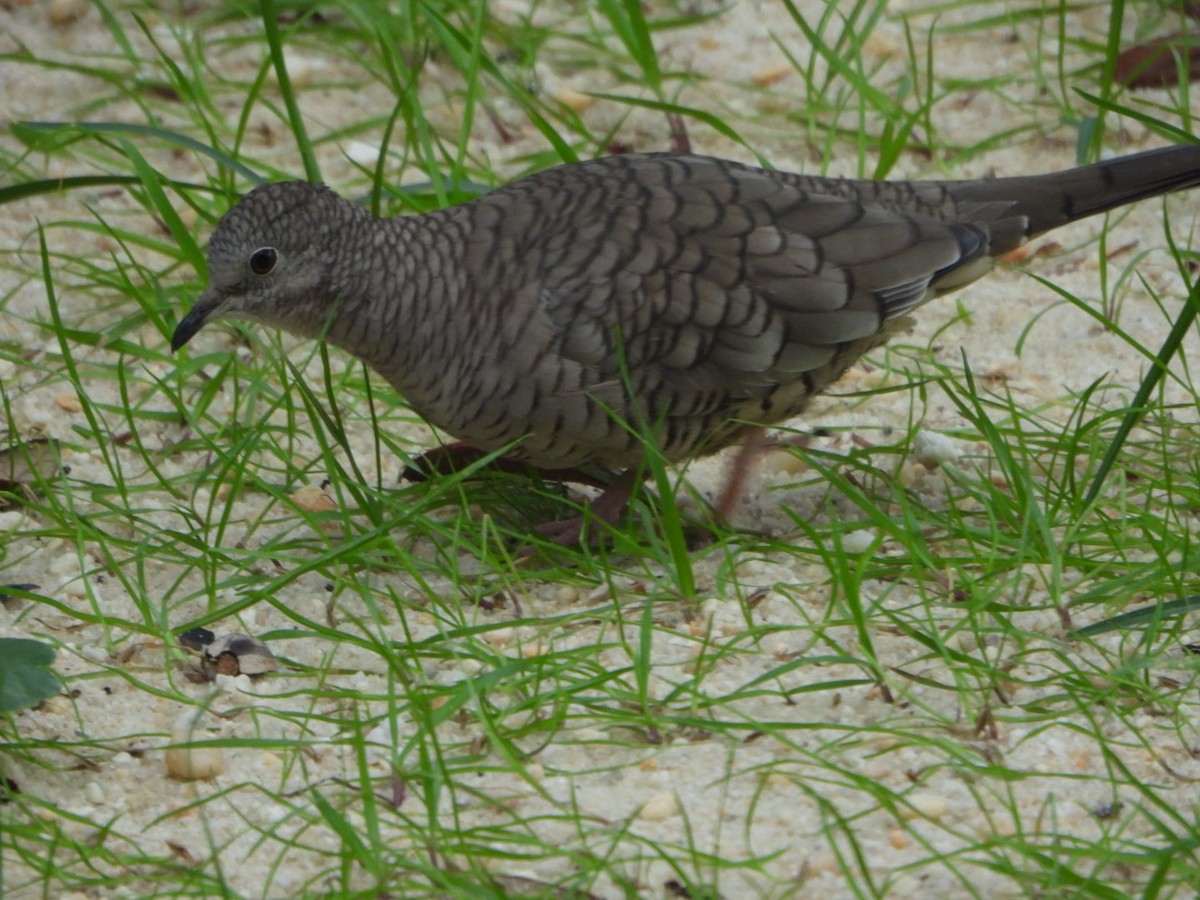 Inca Dove - ML644288711