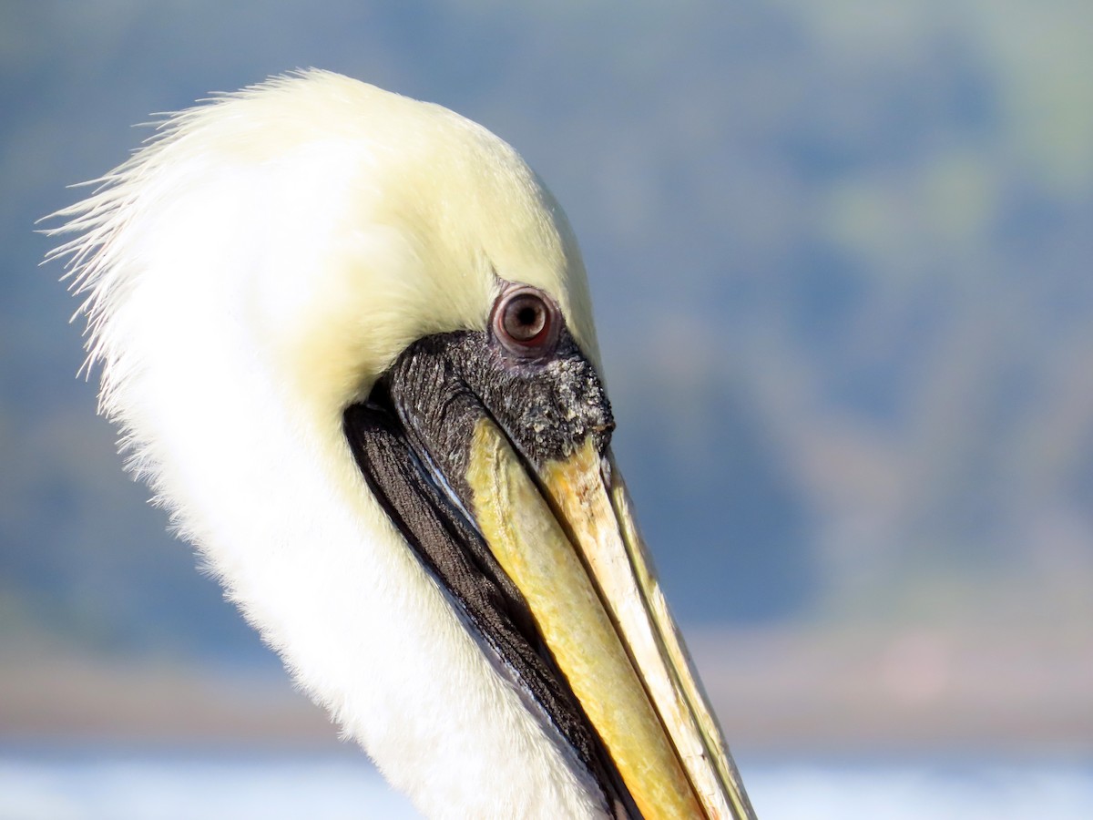 Peru Pelikanı - ML644288724