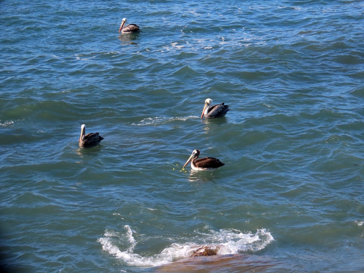 Peru Pelikanı - ML644288725