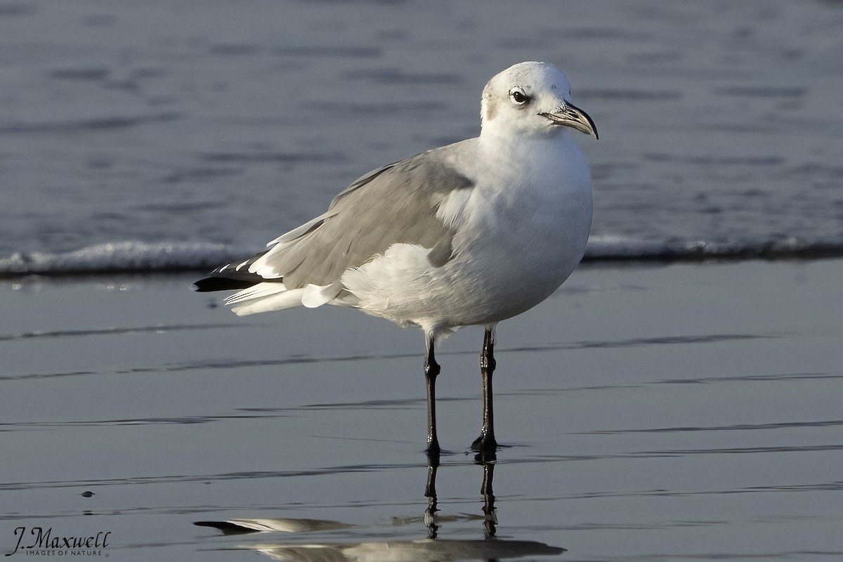 lattermåke - ML644288749