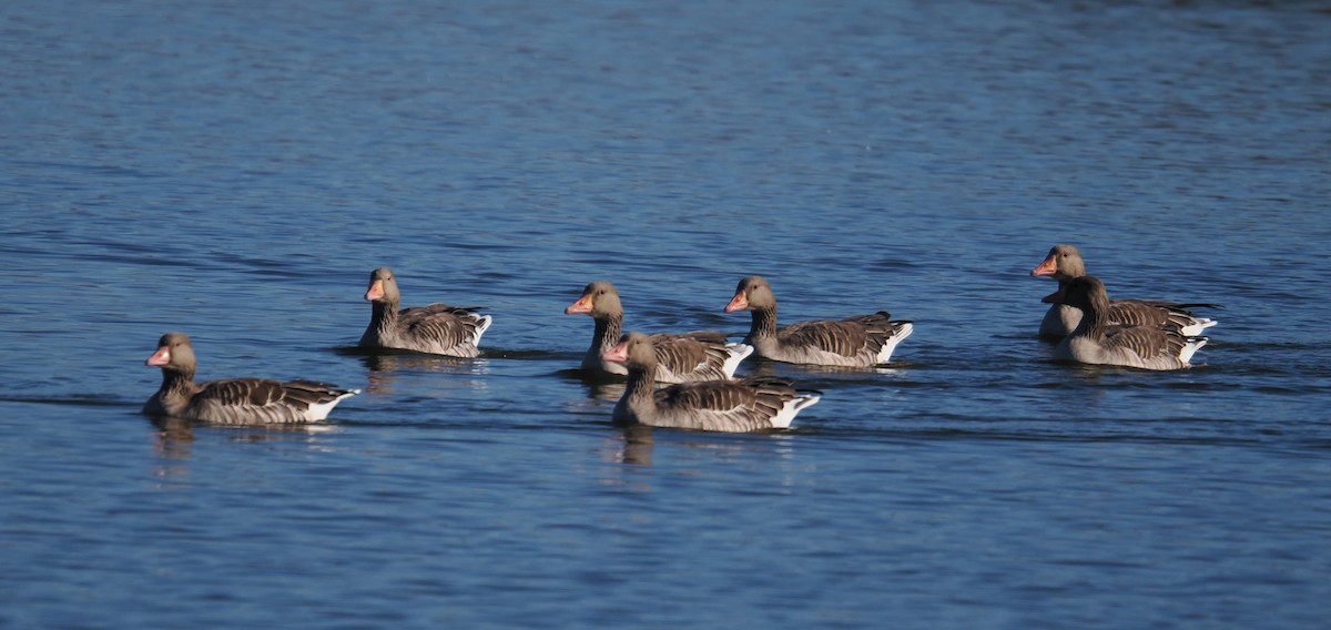 Graylag Goose - ML644288750