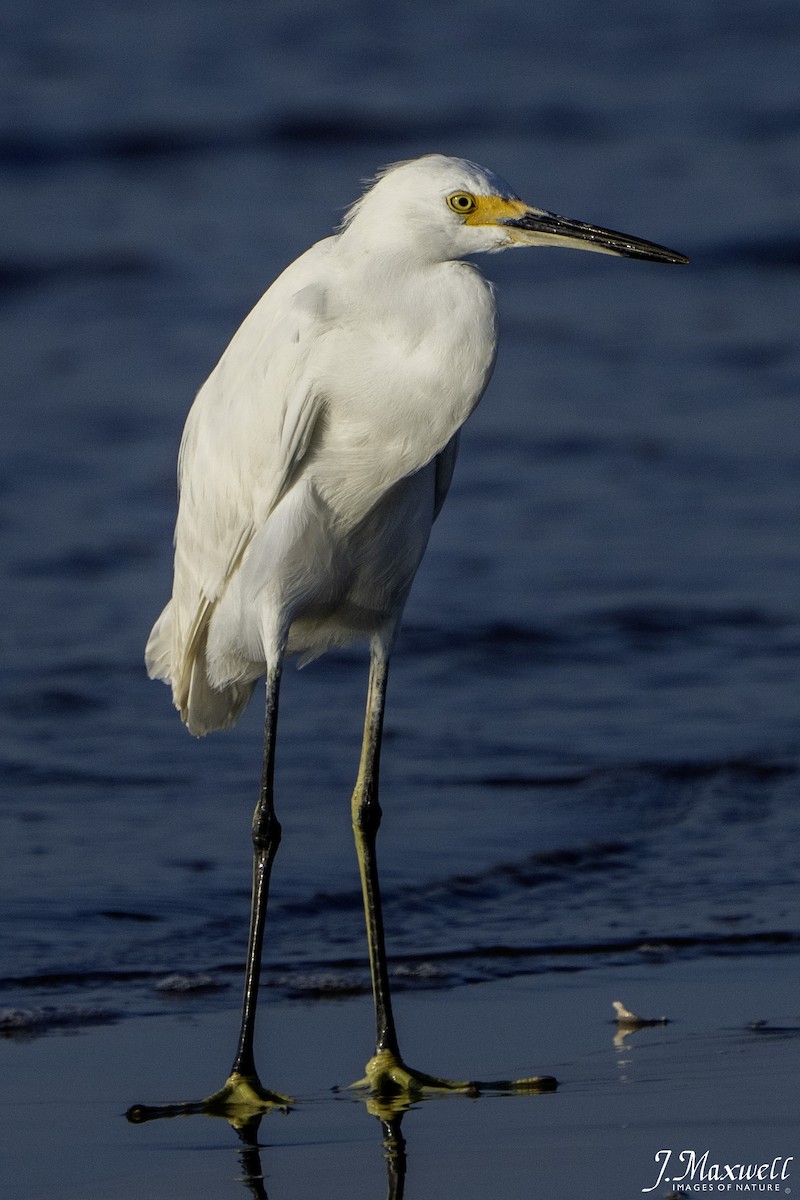 snøhegre - ML644288758