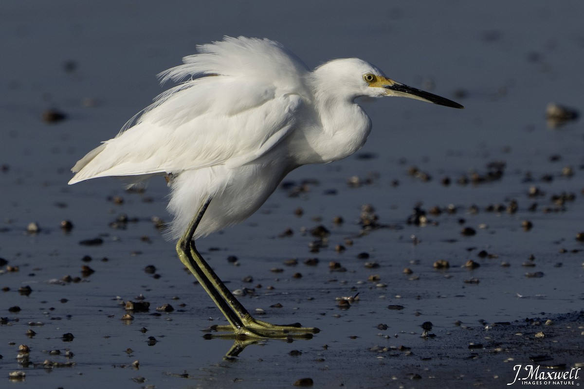 snøhegre - ML644288760