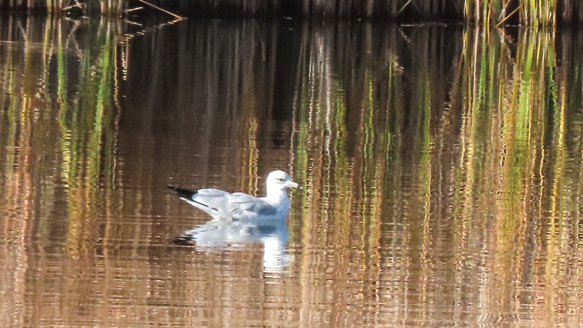 Ring-billed Gull - ML644288765
