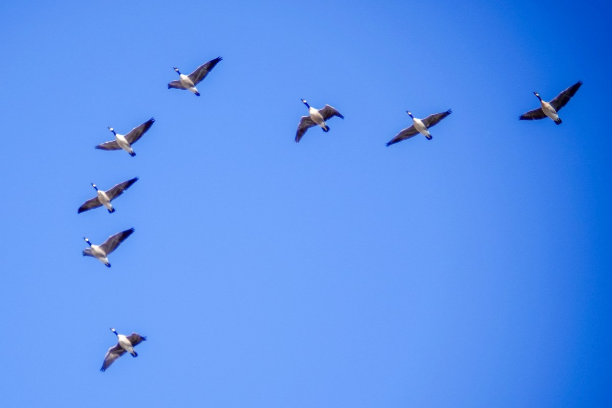 Branta kanadar txikia - ML644288771