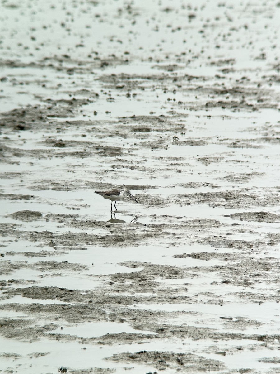 Kuliska zuria - ML644288780