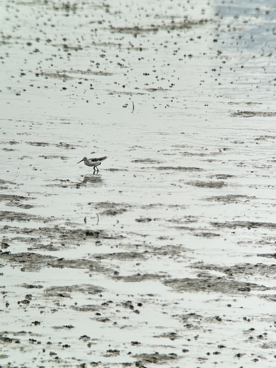 Kuliska zuria - ML644288781