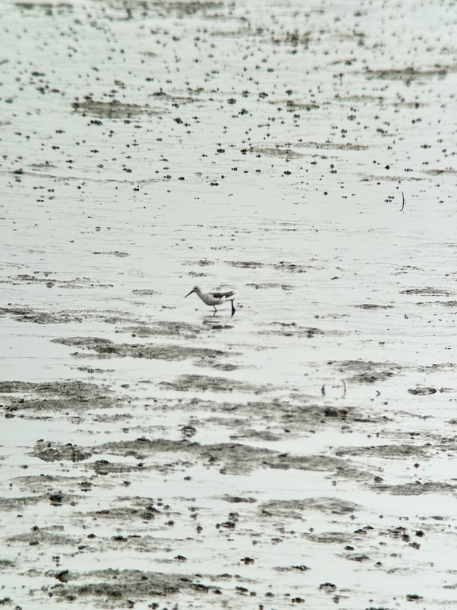 Kuliska zuria - ML644288782